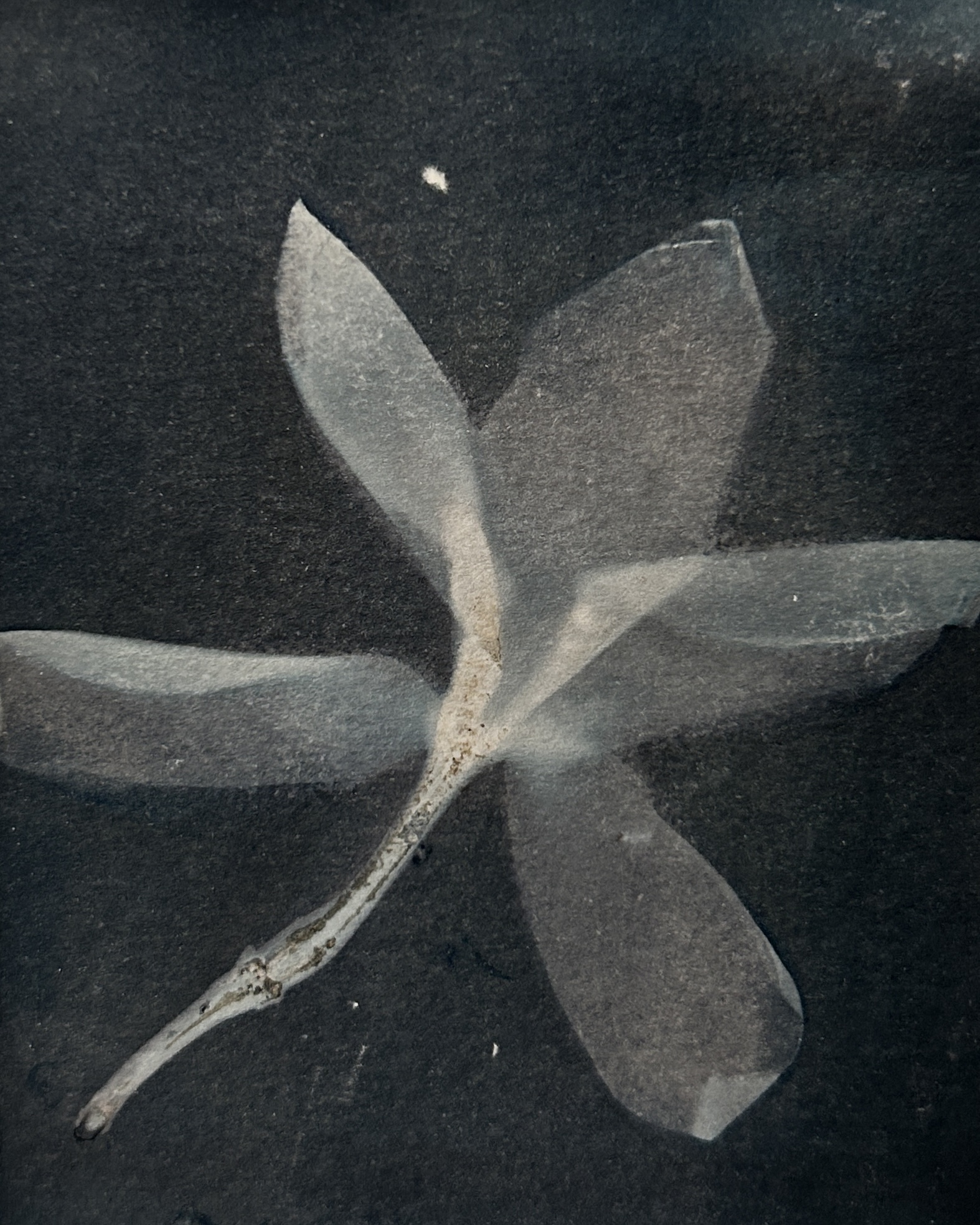 Cyanotype by Roberta Di Fiore