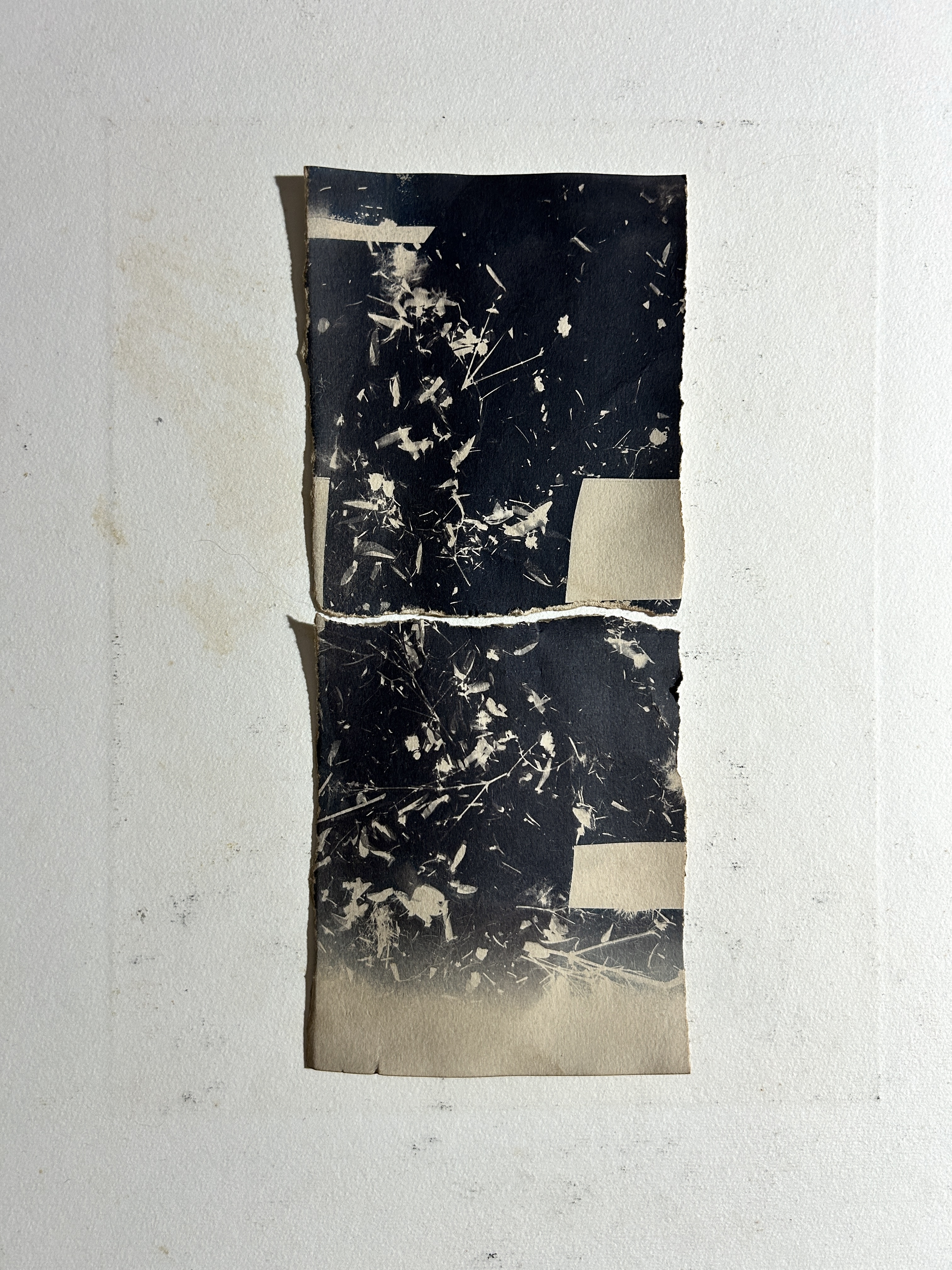 Cyanotype by Roberta Di Fiore